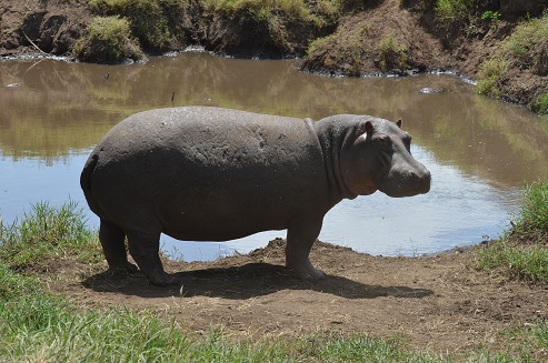 hippo