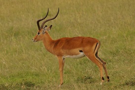 impala