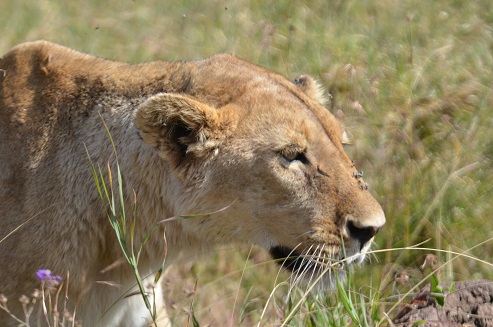 lioness