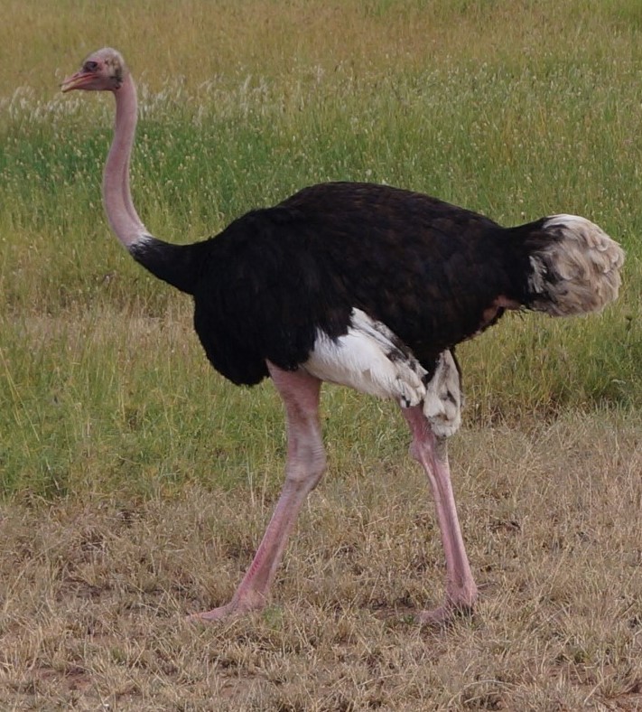 ostrich