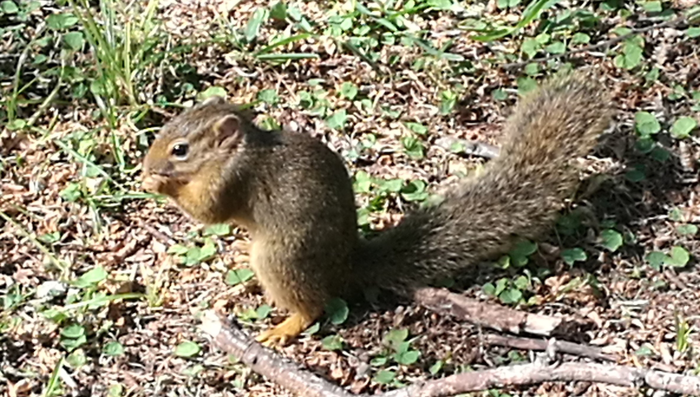 squirell