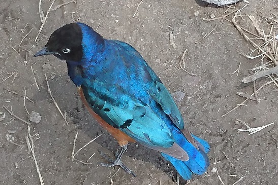 superb starling