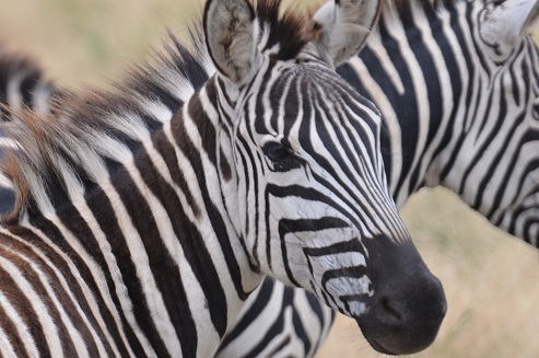 zebra