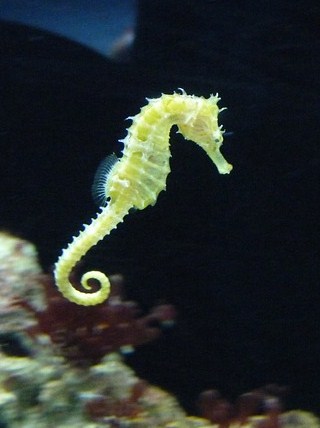 seahorse